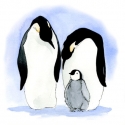misspenguin