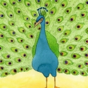 peacock002